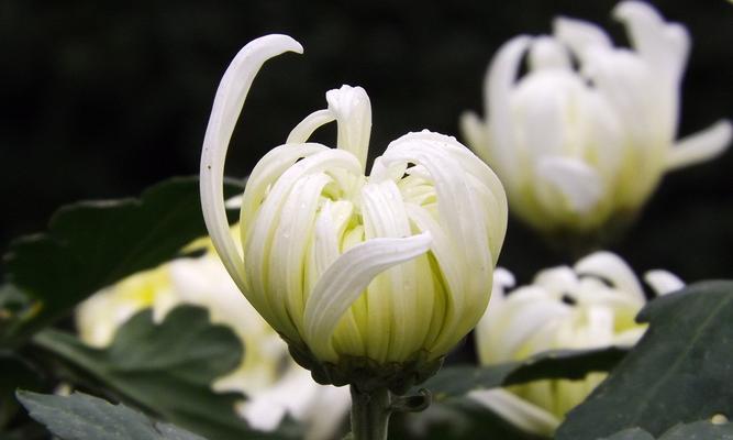 白菊花的寓意与象征——花开花落，寄情送意（探寻白菊花作为一种文化象征的深刻内涵）