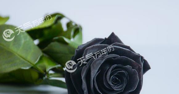 黑玫瑰的花语（探寻黑玫瑰的象征与含义）