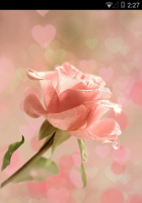 粉色玫瑰的花语——甜蜜与浪漫（探寻粉色玫瑰的背后，解读它们独特的情感内涵）