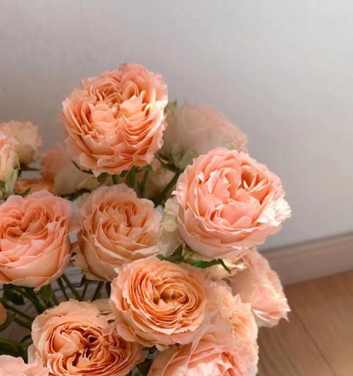 粉色玫瑰的花语——甜蜜与浪漫（探寻粉色玫瑰的背后，解读它们独特的情感内涵）