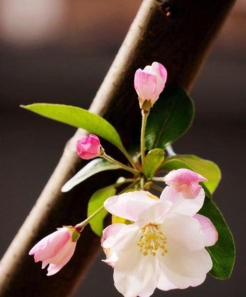 海棠花语与其美丽的背后（探寻海棠花的花语，揭秘海棠花背后的故事）