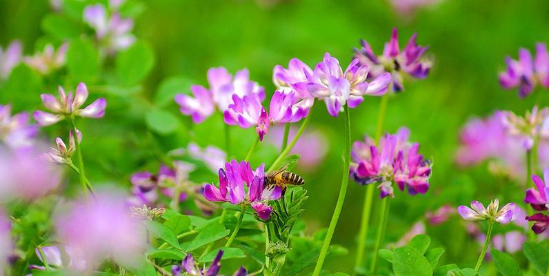 紫云英花语——守护爱情的花（花语解读、文化意义、传说传说、使用技巧）