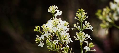 丁香花语（缘起、传说、意义、品种、栽培、养护、赏析、启示）