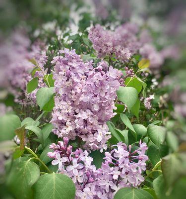 丁香花语（缘起、传说、意义、品种、栽培、养护、赏析、启示）