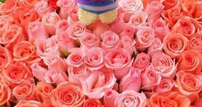 8朵粉玫瑰的花语及寓意（解读爱情与浪漫，真正懂得送花艺术）