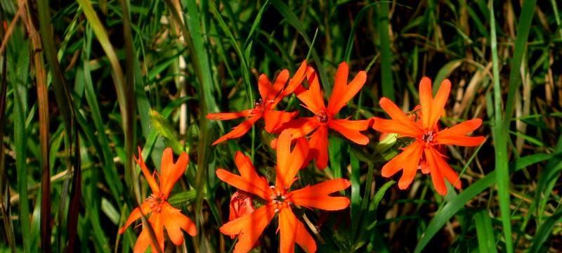 剪秋萝，花开淡雅（秋之清晰，花间飘逸，淡雅生香）