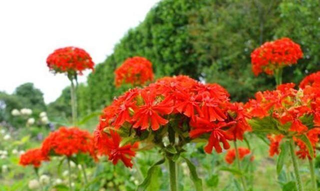 剪秋萝，花开淡雅（秋之清晰，花间飘逸，淡雅生香）