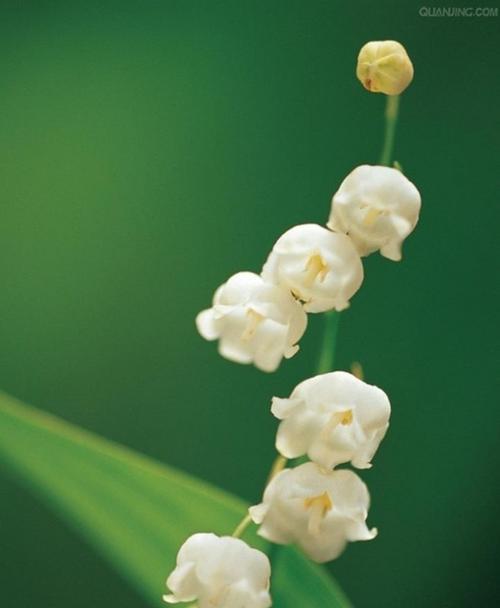 铃兰花的花语与含义（探究铃兰花的花语及其象征意义，了解这种花朵的背后含义）