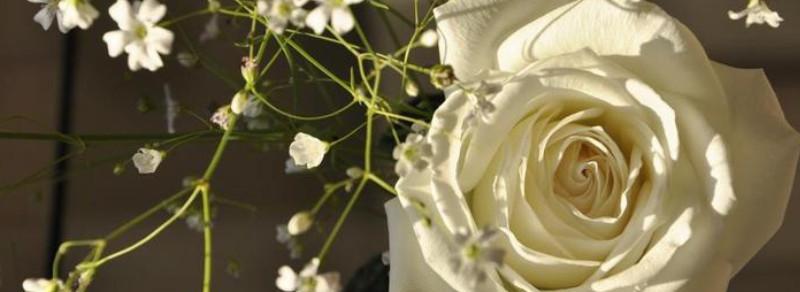 白玫瑰花语（探寻白玫瑰的含义与象征）