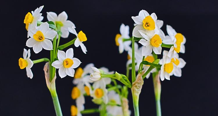 水仙花——清新脱俗的生命之花（探寻水仙花的真正花语）