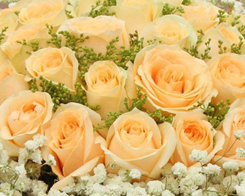 33朵玫瑰花的花语（玫瑰花语揭秘——33朵玫瑰花的含义）