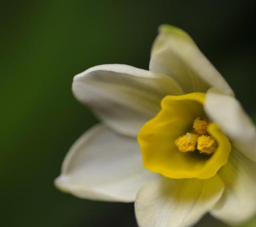 纯白水仙花的花语（洁白、纯真、尊贵）