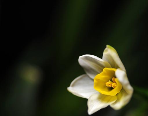 纯白水仙花的花语（洁白、纯真、尊贵）