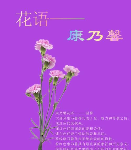 红色康乃馨的花语与寓意（探寻康乃馨的历史文化和象征意义）