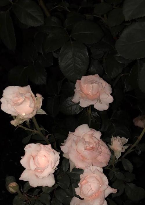 黑色玫瑰花的花语（探寻黑色玫瑰的神秘魅力与意义）