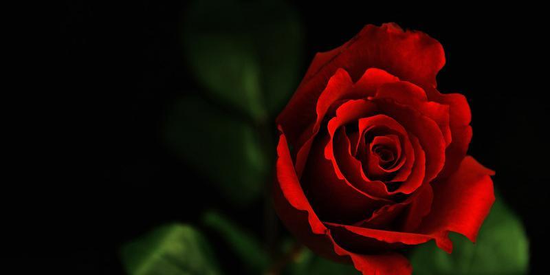 黑色玫瑰花的花语（探寻黑色玫瑰的神秘魅力与意义）