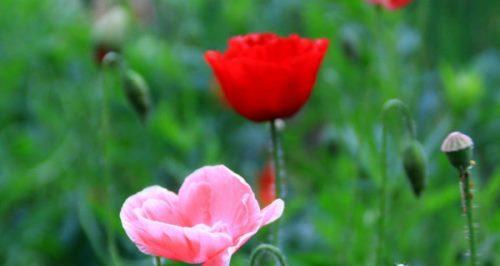 罂粟花的花语——探索不同品种罂粟花的神秘意义（揭秘罂粟花的象征意义，了解不同颜色罂粟花的花语）