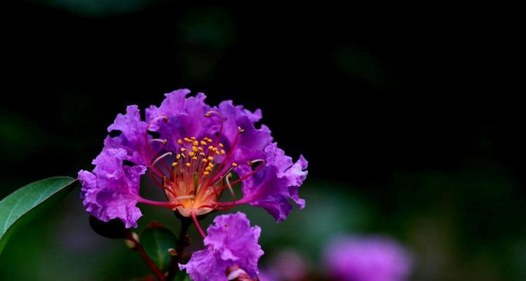 紫薇花的花语与象征意义（传承爱情，凝结友谊）