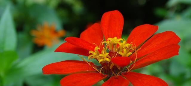 百日菊的花语（寓意丰富的花卉，想知道它们代表什么吗？）