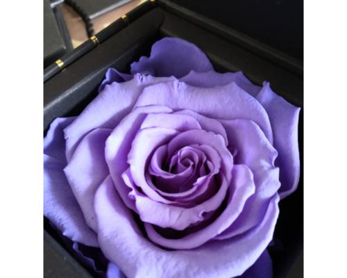 紫玫瑰花语解读（探索紫色花瓣背后的深刻寓意）