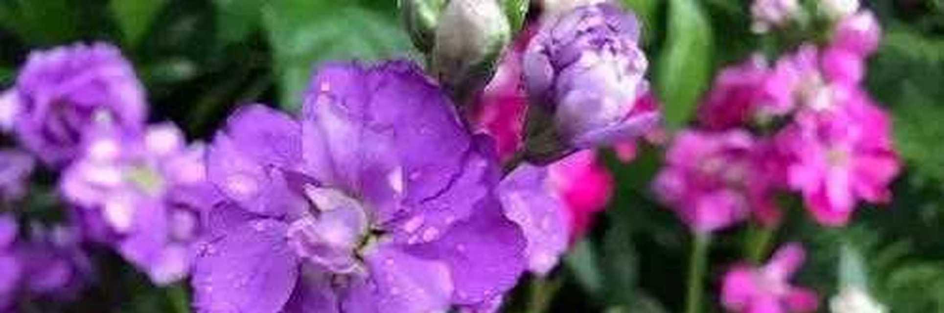 解读白色紫罗兰花语（美丽的花语传递爱的情感）