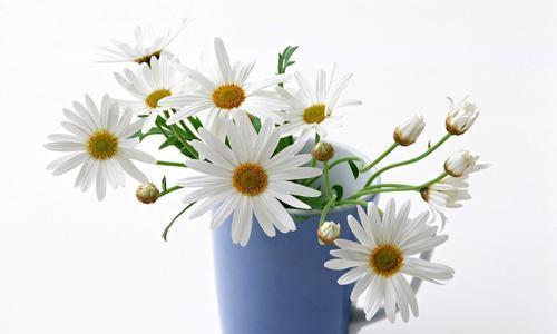 白色雏菊的花语（祝福、纯洁、爱情）