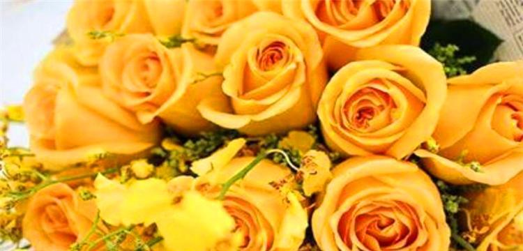 黄色玫瑰的象征意义（探究黄色玫瑰的花语及文化内涵）