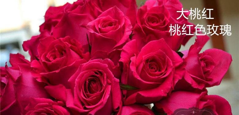 18朵玫瑰花代表的含义及礼仪（浪漫爱情与真挚友情，一个数字传递情感的多重含义）