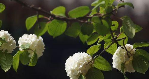 流苏花的花语是什么（揭秘流苏花的八个花语，让你更懂花语）