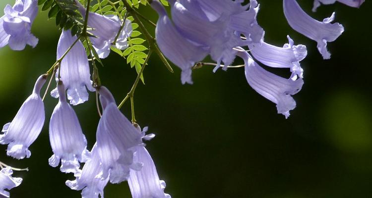 蓝花楹的花语与寓意（探寻蓝花楹的深意，传承花神的传说）