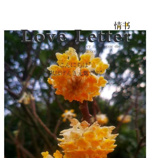 打结花的花语（探寻打结花的五彩花语）