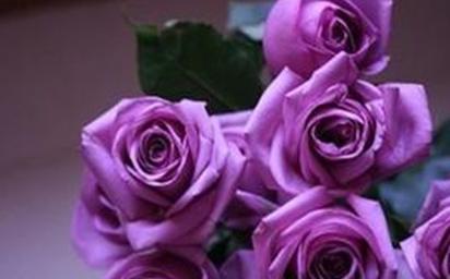 紫玫瑰的花语与寓意（探究紫色花朵所代表的情感和意义）