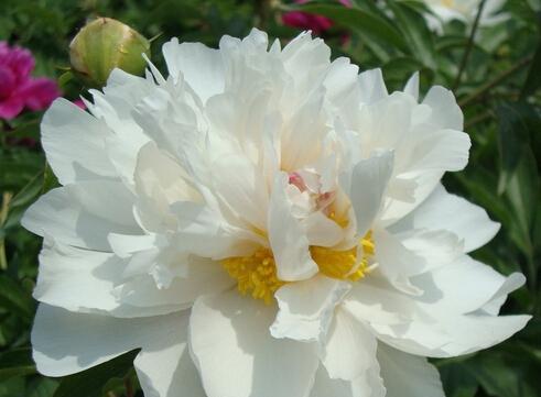 芍药花语大揭秘（探寻芍药的深层意义和文化内涵）