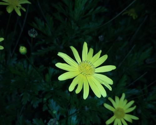 春日之美——黄金菊的花语（一朵黄金似的花，传递着什么信息？）