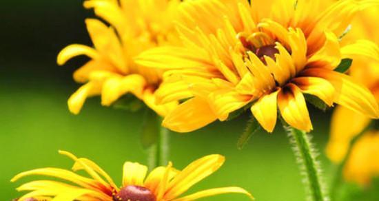 春日之美——黄金菊的花语（一朵黄金似的花，传递着什么信息？）