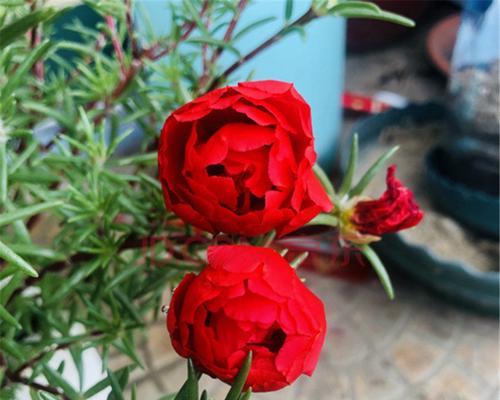 红色太阳花的寓意与花语（以太阳为名，传递着爱和热情）