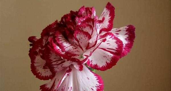 大红色康乃馨的花语与象征意义（鲜花里的忠诚与热情）