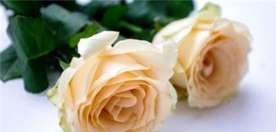 香槟色玫瑰的花语象征与寓意（解读玫瑰之王的柔美力量，领略香槟色玫瑰的美丽内涵）