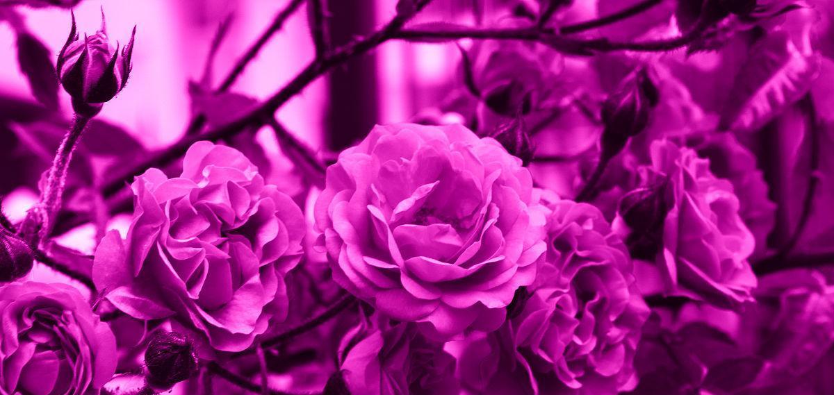 紫色玫瑰花的意义（神秘高贵的紫色，代表的不仅仅是爱情）