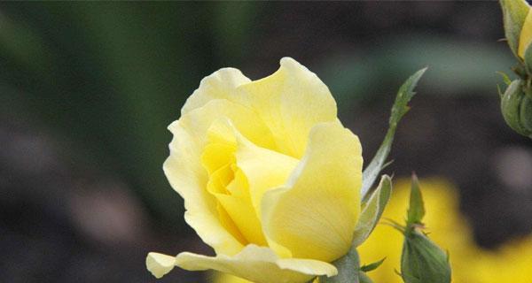 两朵黄玫瑰的意义（探究黄色玫瑰作为礼物的隐含含义）