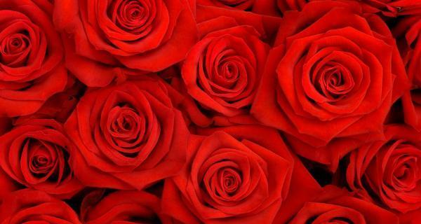 11朵玫瑰的寓意——表达爱情最完美的方式（花开花落，情感绵延；表达真爱，11朵玫瑰一统江山）