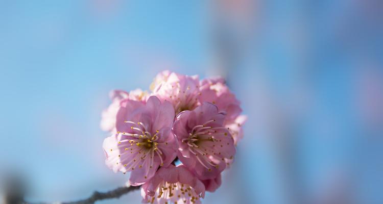 樱花之美（探寻樱花背后的故事）