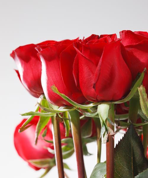 大红色玫瑰的花语含义（探秘鲜花中的深意，传达爱与热情）