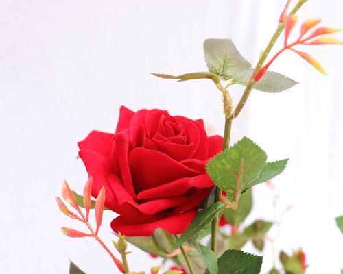 大红色玫瑰的花语含义（探秘鲜花中的深意，传达爱与热情）