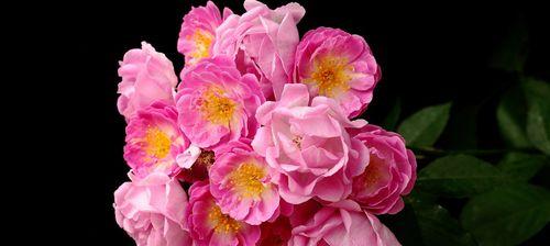 探秘蔷薇花语（解读蔷薇花的含义，了解不同品种的象征意义）