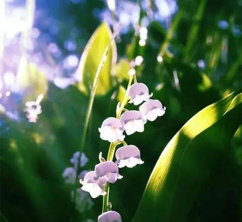 铃兰花的花语及含义（探寻铃兰花的神秘之美）