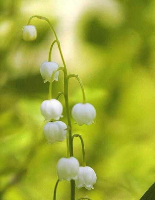 铃兰花的花语及含义（探寻铃兰花的神秘之美）