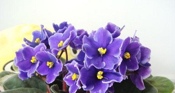 蓝色紫罗兰的花语（探寻蓝色紫罗兰所传达的内涵）