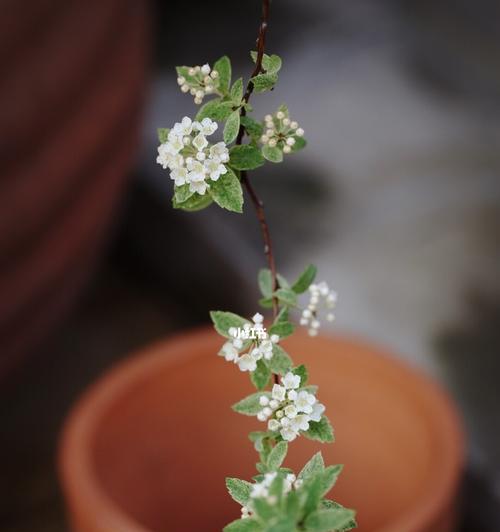 绣线菊的花语（传递爱与忠诚的花朵）