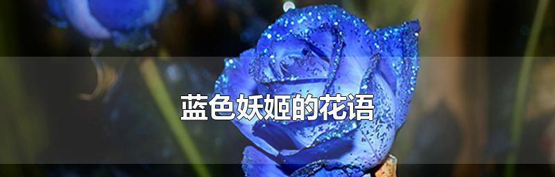 探寻蓝色妖姬的花语与美丽图片（揭秘美丽花卉背后的传说与意义，欣赏蓝色妖姬的优美图片）